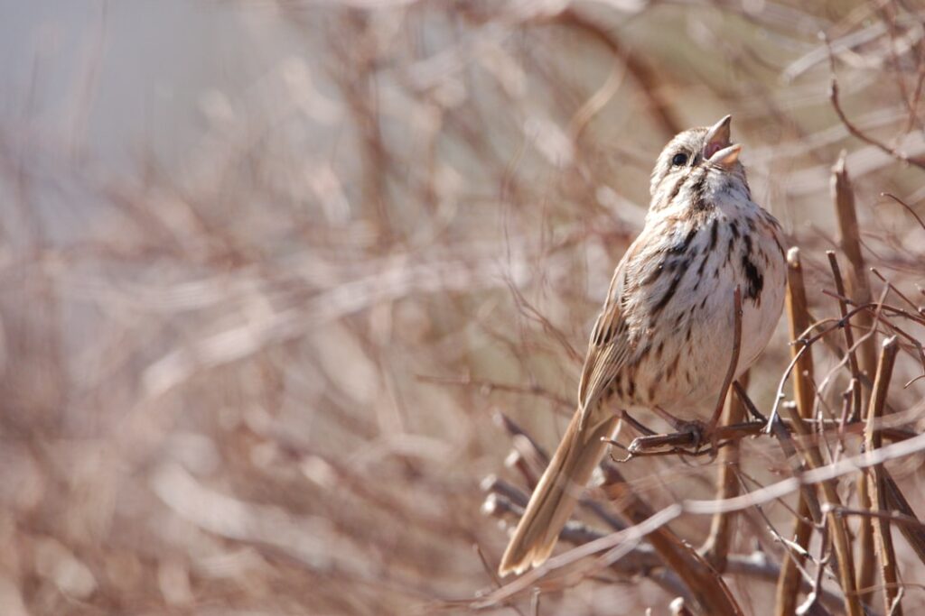 De bijzondere wereld van gregoriaanse muziek